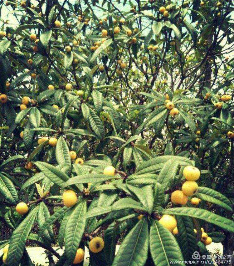 1591169133334615.jpg 2.jpg