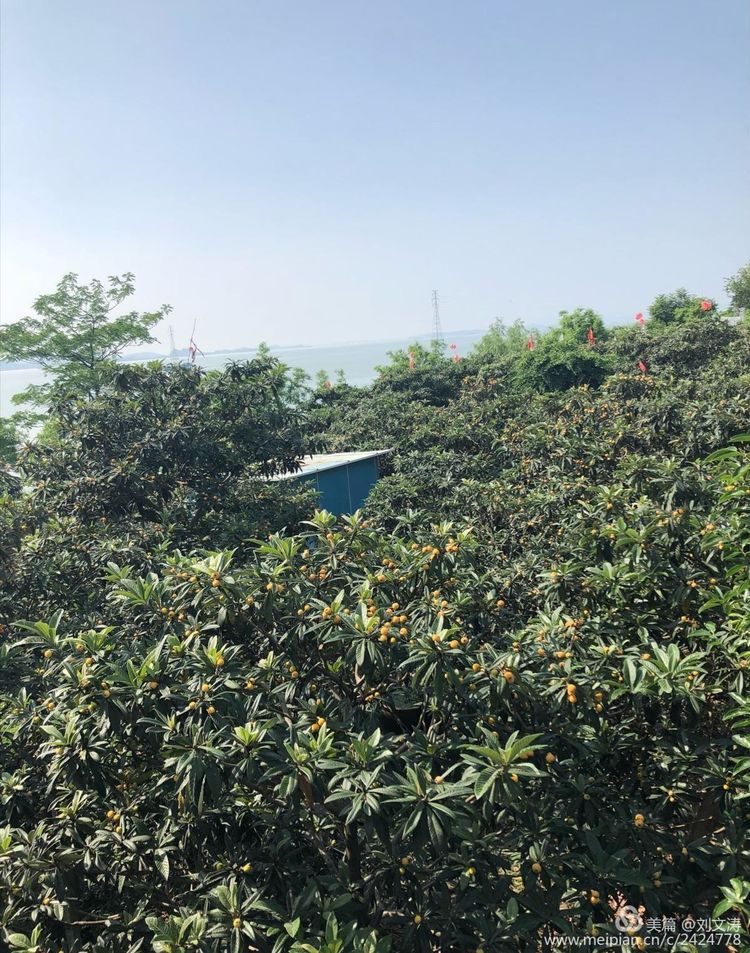 1591169151119025.jpg 5.jpg