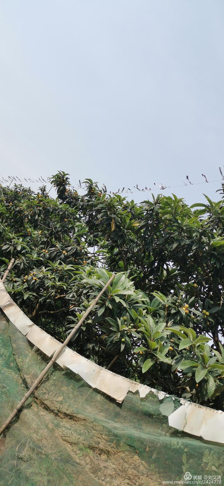 1591169157621895.jpg 6.jpg