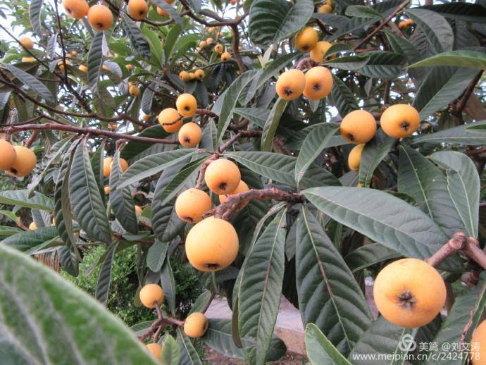 1591169268135175.jpg 28.jpg